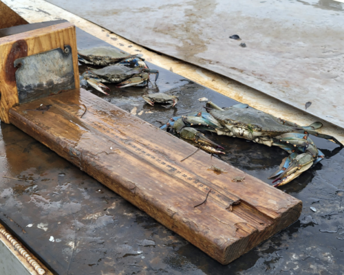 Winter Dredge Survey Brings Up Good Tidings