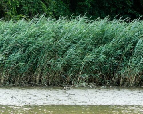 A New Take on an Invasive Species