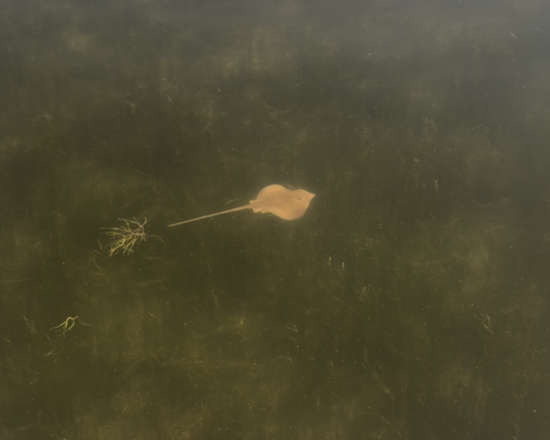 New Visitor to the Bay: Skate Spotted in the Choptank