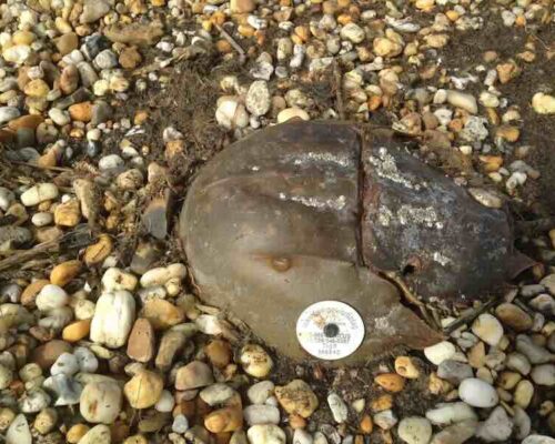 Crabs, Whales and Fossils, Oh My!