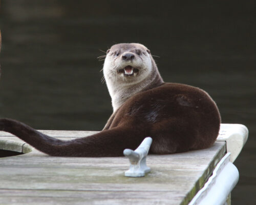 River otters are making a comeback – and in surprising places around the Chesapeake Bay