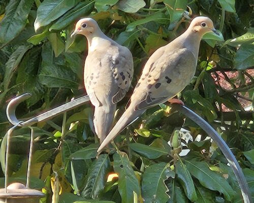 Bird Friendly Yards of the Bay