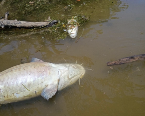 Heat Wave Triggers Fish Kills Across Region