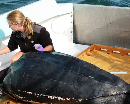 Shell Shock: Leatherback Turtle Nesting in VA