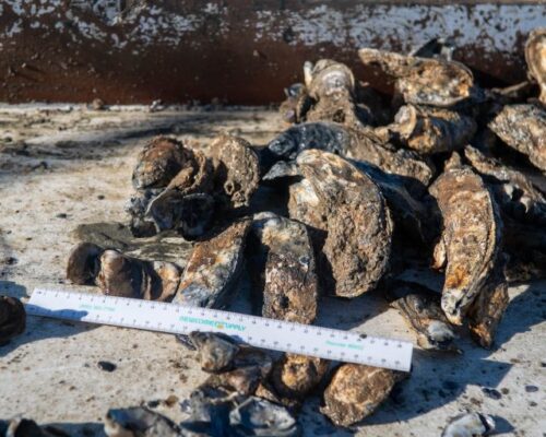 CBF Poll: Don’t Mess with Oyster Sanctuaries