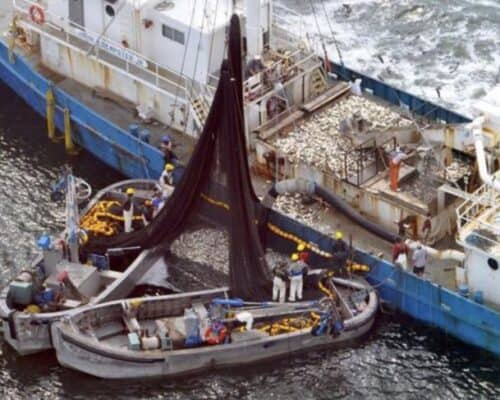 Public hearings set on curbing Bay menhaden harvest