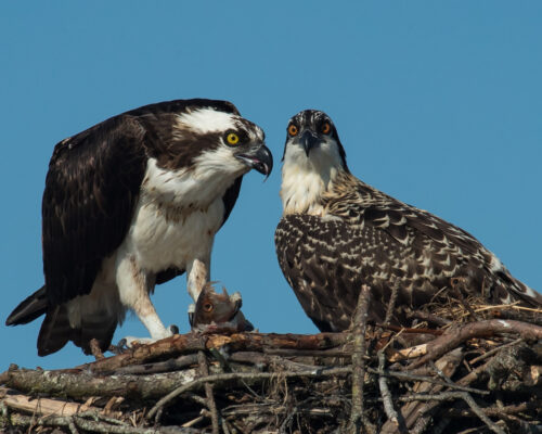 Osprey Starvation Reaches Bay