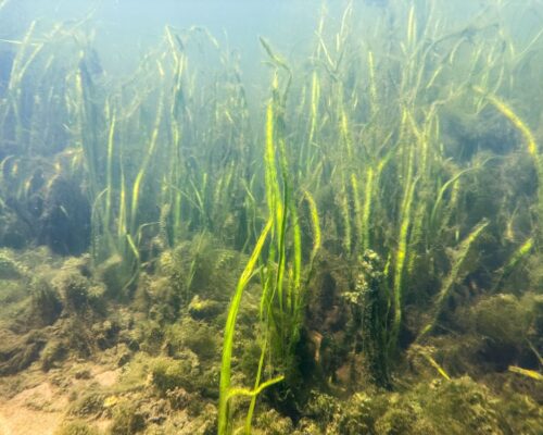 Submerged Aquatic Vegetation: Closing in on Interim Goal