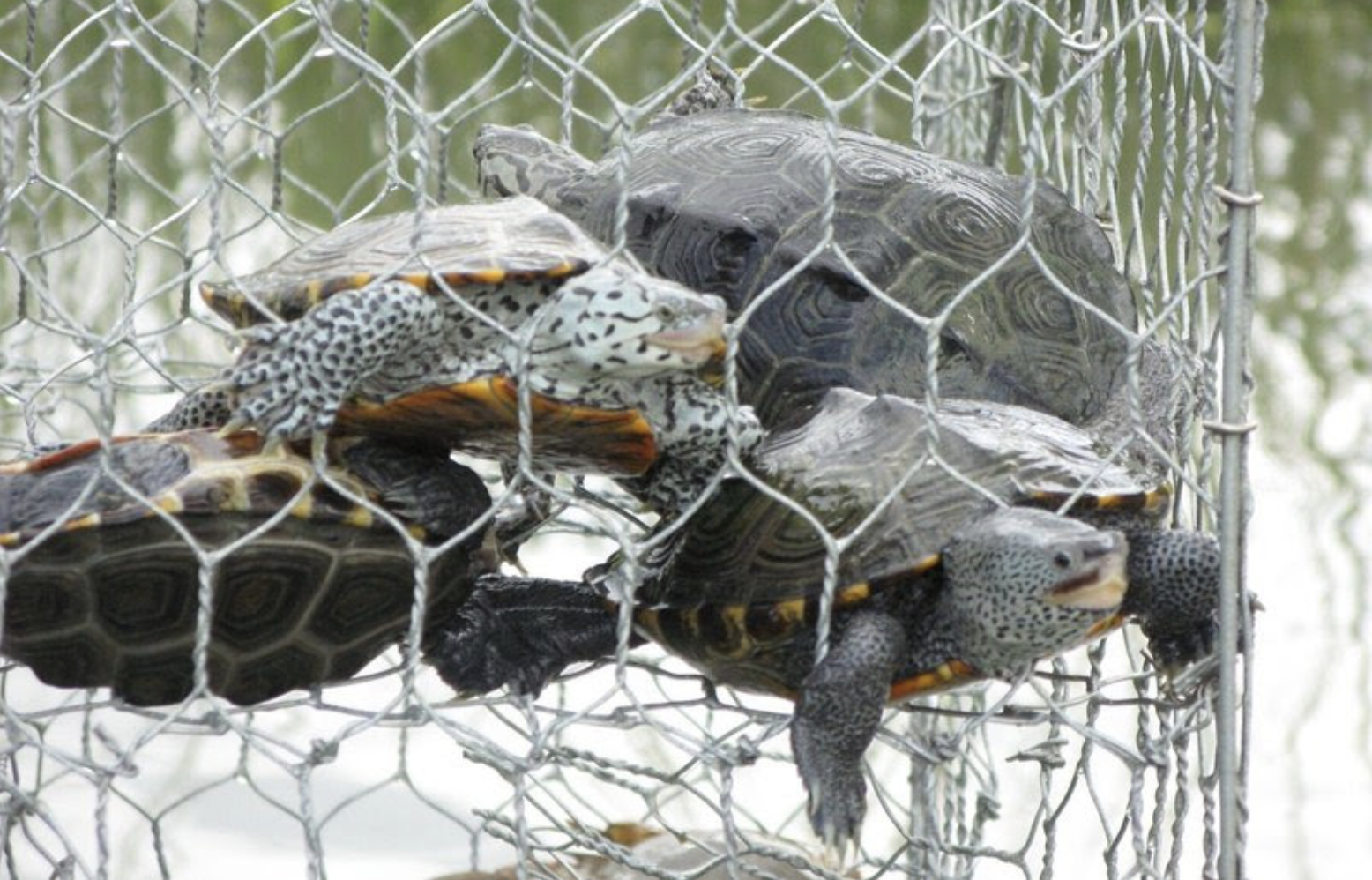 Maryland Museum Launches Program to Protect Terrapins