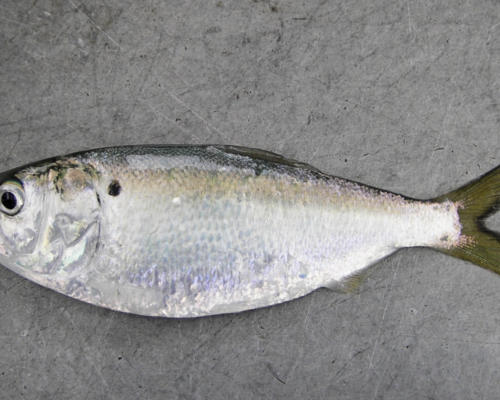 Public hearings set on curbing Bay menhaden harvest