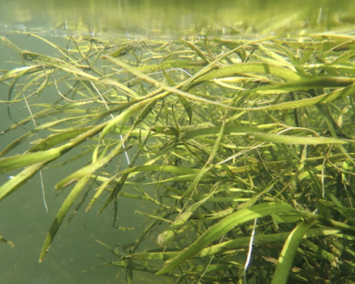 Bay Underwater Grasses Up, But Some Rivers See Trouble Spots