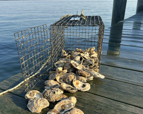 New Oyster Trail in Southern Maryland