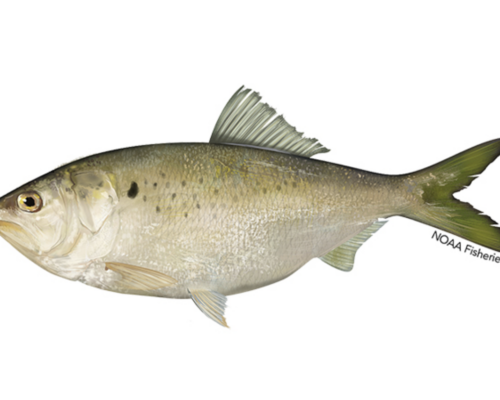 Invitation to Comment on a Big Menhaden Decision